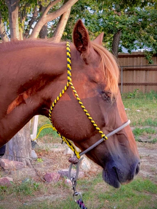 Black & Yellow Rope Nose-Band Halter