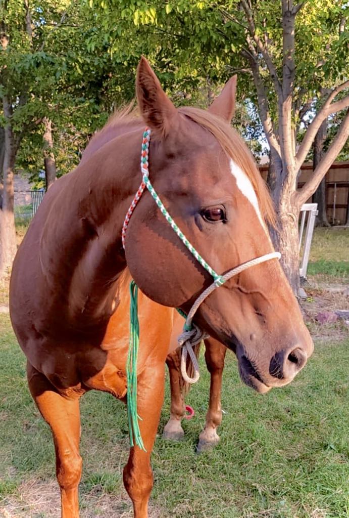 Orange & Green Rope Noseband Halter w/ Green Tassel