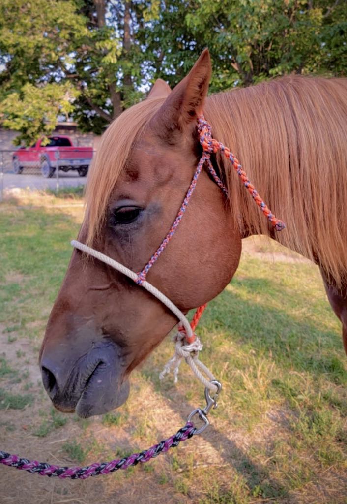 Orange & Multi-Color Rope Nose-Band Halter