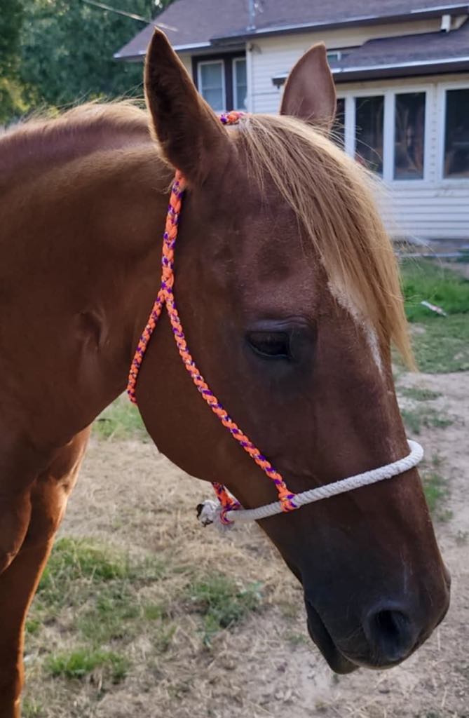 Orange & Multi-Color Rope Nose-Band Halter