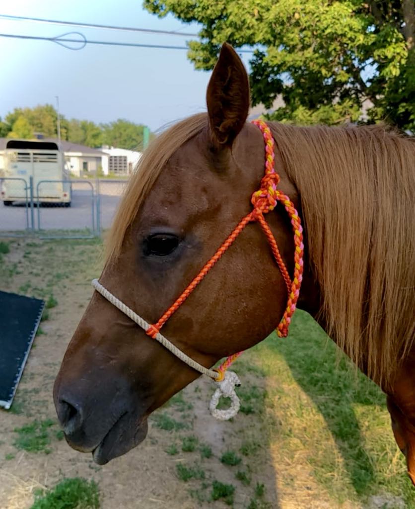 Orange & Pink Rope Noseband Halter