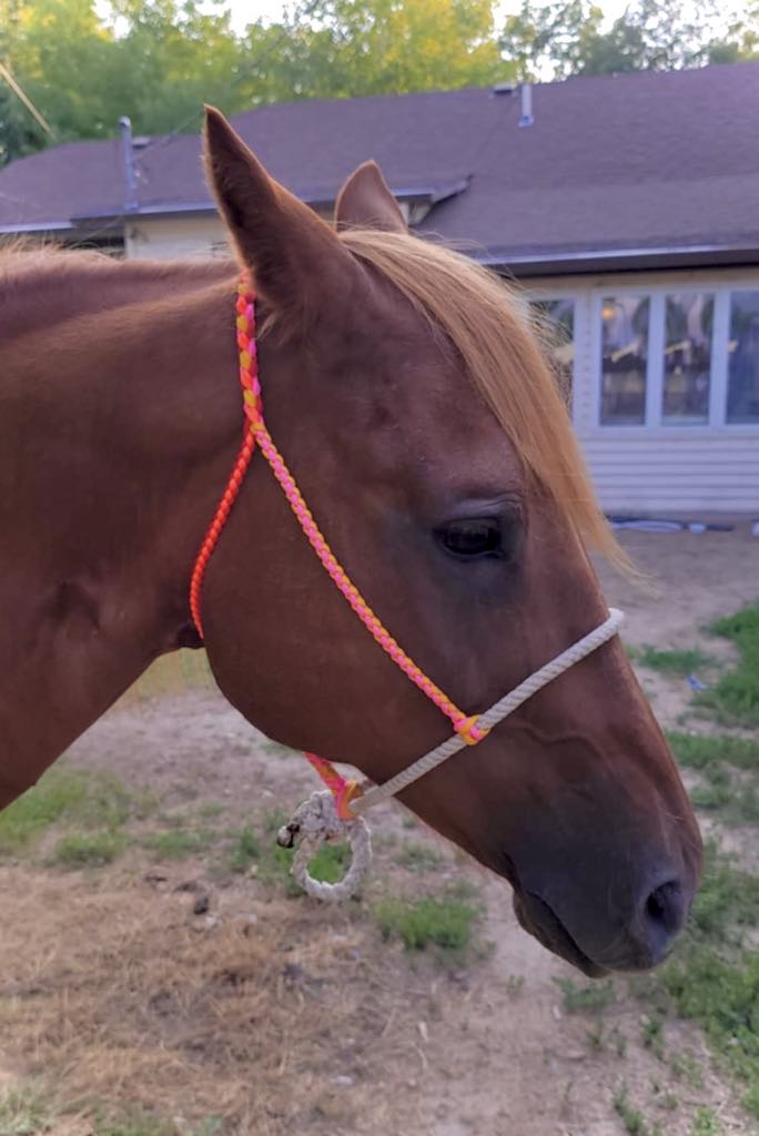 Orange & Pink Rope Noseband Halter