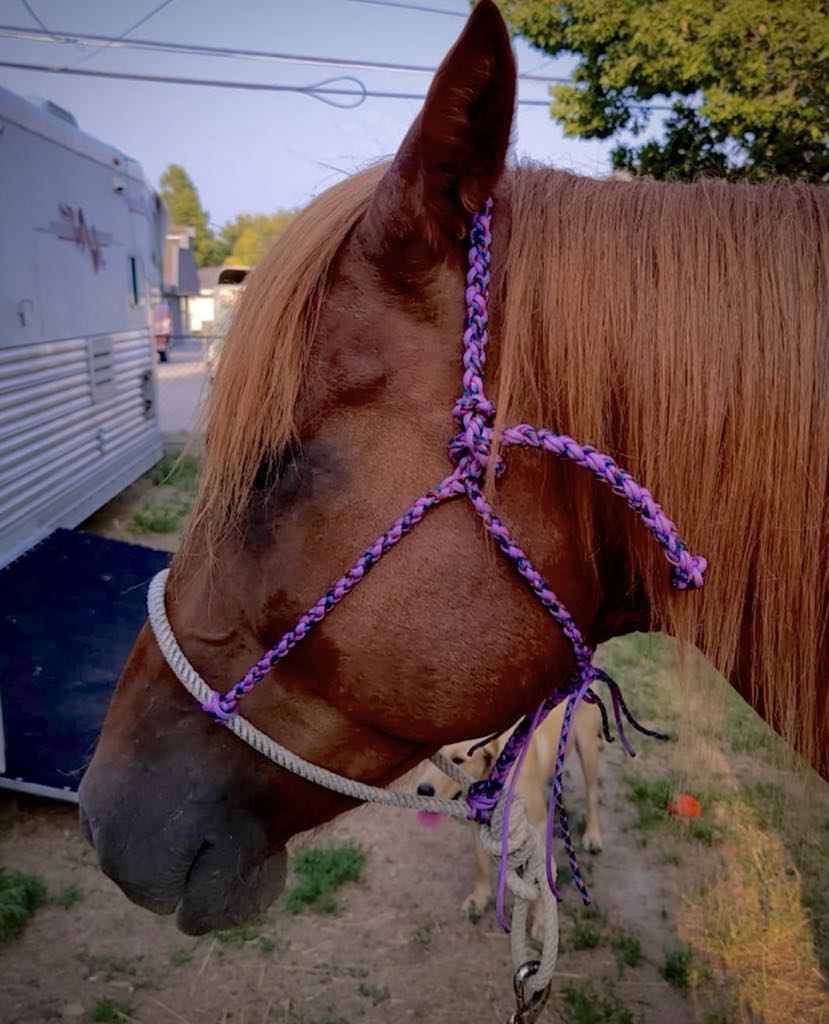 Purple Rope Nose-Band Halter