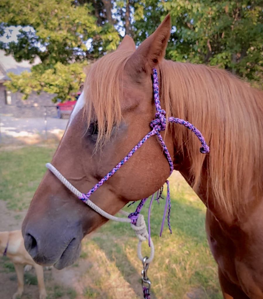 Purple Rope Nose-Band Halter