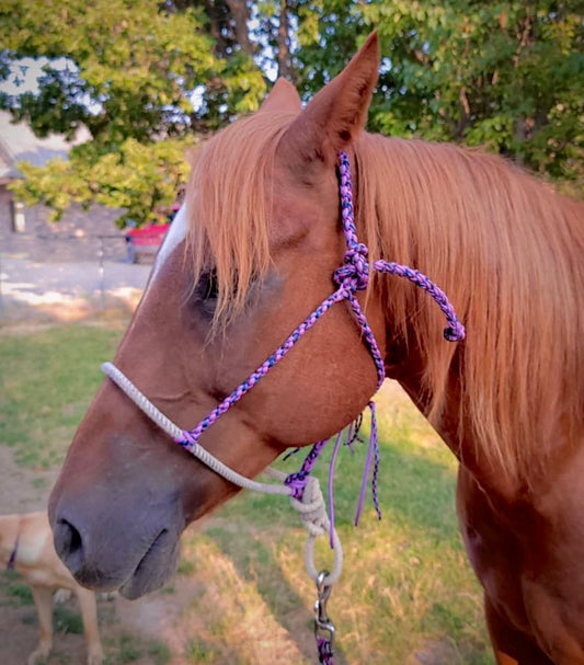 Purple Rope Nose-Band Halter