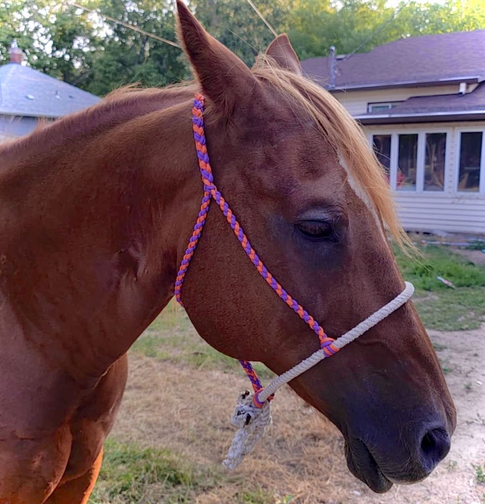 Purple & Orange Rope Nose-Band Halter