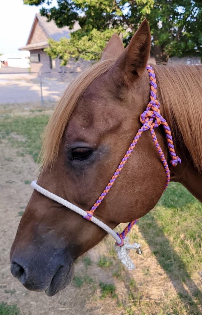 Purple & Orange Rope Nose-Band Halter